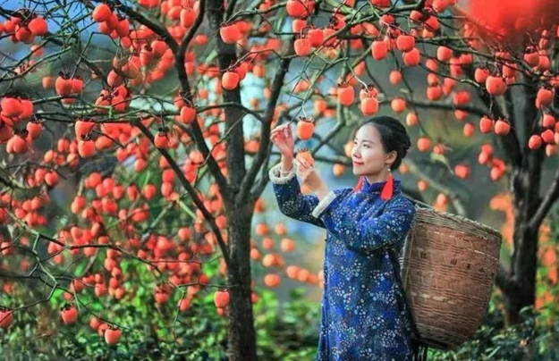 10月31号-11月3号【皖南赏秋】九砂秋禧节?阳产土楼晒秋?姬公尖赏彤柿?南屏古村落?文昌古道 休闲四日游